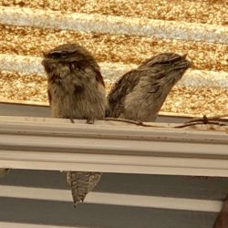Tawny Frogmouths join the True Blue Roofing crew