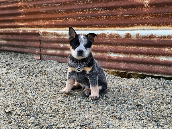 Bob the Blue Heeler at work